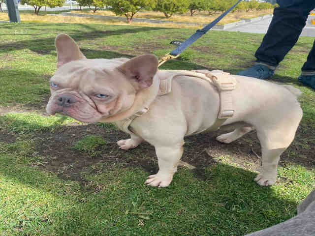 French Bulldog Pierre