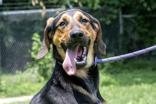 Ike Boone, an adoptable Hound in Terre Haute, IN, 47803 | Photo Image 1