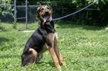 Ike Boone, an adoptable Hound in Terre Haute, IN, 47803 | Photo Image 2