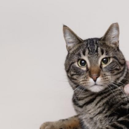 Buick, an adoptable Domestic Short Hair in Zimmerman, MN, 55398 | Photo Image 1