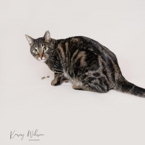 Buick, an adoptable Domestic Short Hair in Zimmerman, MN, 55398 | Photo Image 3