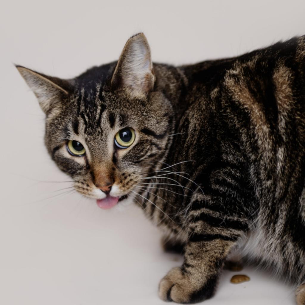 Buick, an adoptable Domestic Short Hair in Zimmerman, MN, 55398 | Photo Image 3