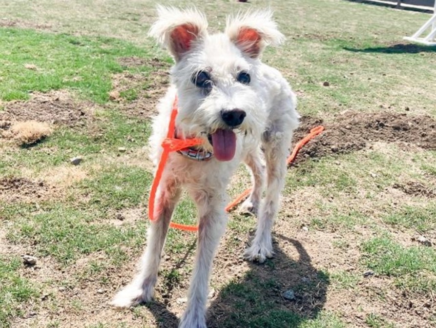 Gracie, an adoptable Schnauzer in Powell Butte, OR, 97753 | Photo Image 2