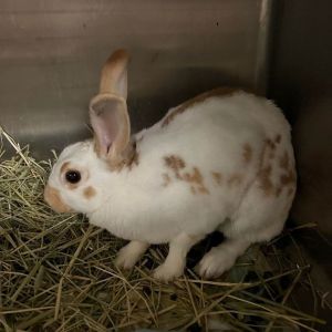 Rabbits for Adoption Near Cleveland, OH