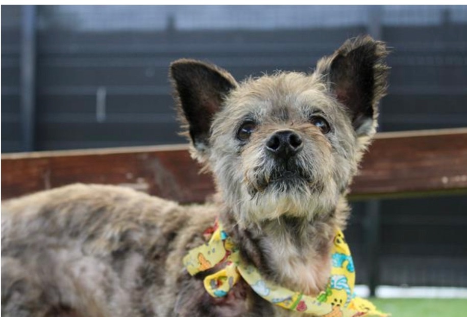Jacob , an adoptable Miniature Poodle, Cairn Terrier in Powell Butte, OR, 97753 | Photo Image 1