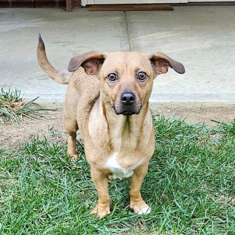 Colerain PetSmart partners with animal rescue to help find homes for dogs