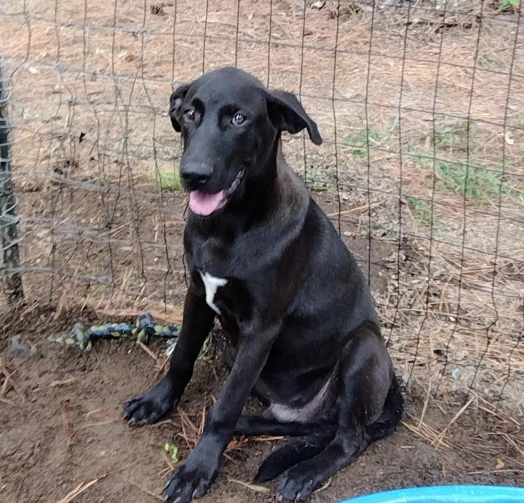 Milton, an adoptable Terrier, Hound in Ruston, LA, 71270 | Photo Image 1