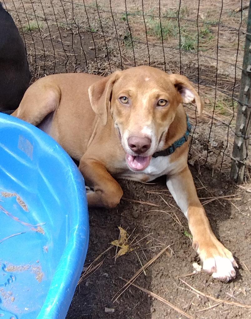 Mitch, an adoptable Terrier, Hound in Ruston, LA, 71270 | Photo Image 1