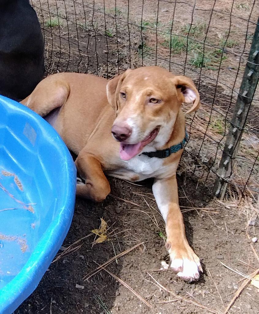 Mitch, an adoptable Terrier, Hound in Ruston, LA, 71270 | Photo Image 2