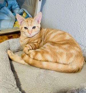 Cats for Adoption Near Washington, WA