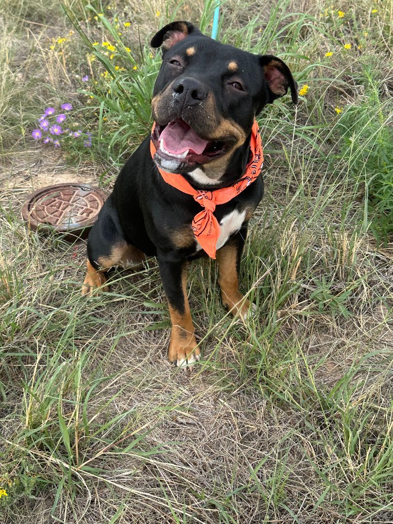 Dog for adoption GRETTA, a Rottweiler Mix in Levelland, TX Petfinder