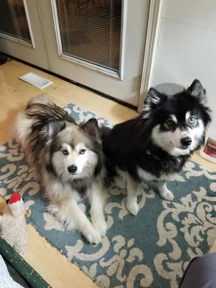 Petfinder pomsky hot sale