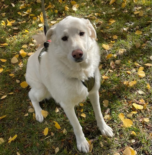 Swiss Miss, an adoptable Great Pyrenees in Hamilton, MT, 59840 | Photo Image 2