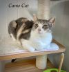 Camo Cat