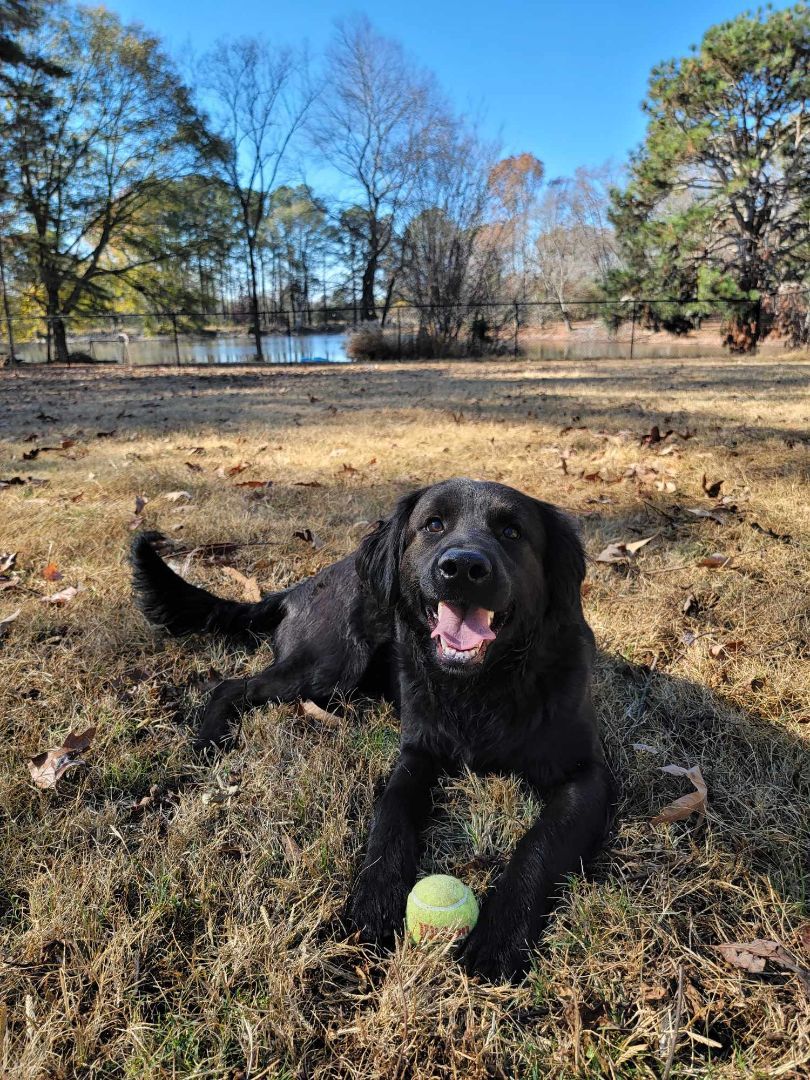 Petfinder flat outlet coated retriever