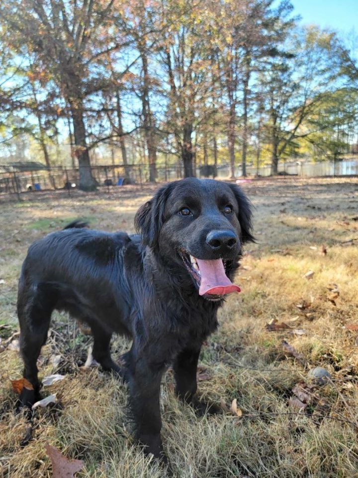 Flat store coated spaniel