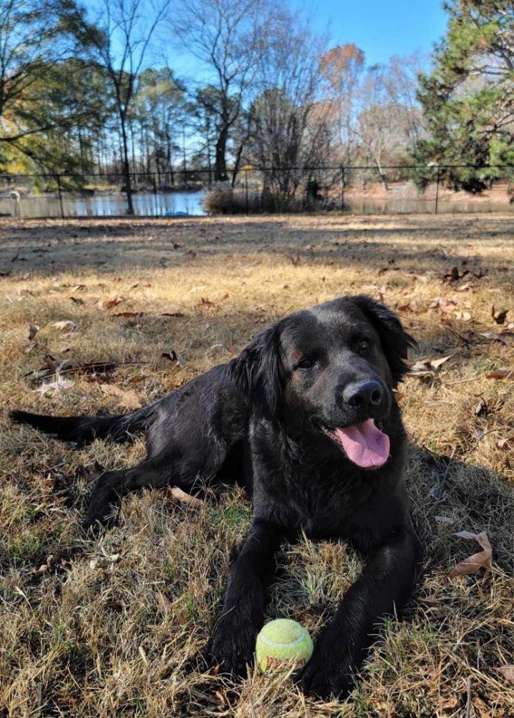 Flat coated retriever spaniel cheap mix