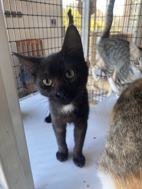 Cat for adoption Cleopatra a Domestic Short Hair in Santa Cruz