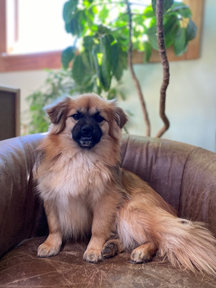 Willow, an adoptable Pomeranian, Shih Tzu in Hereford, AZ, 85615 | Photo Image 1