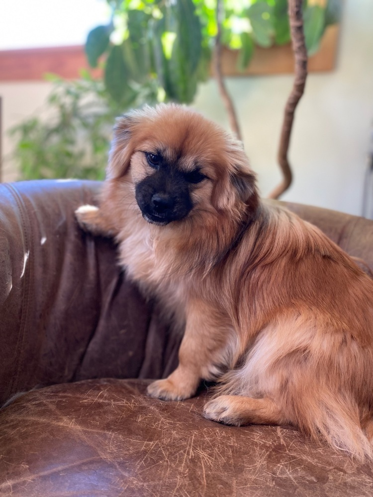 Willow, an adoptable Pomeranian, Shih Tzu in Hereford, AZ, 85615 | Photo Image 2