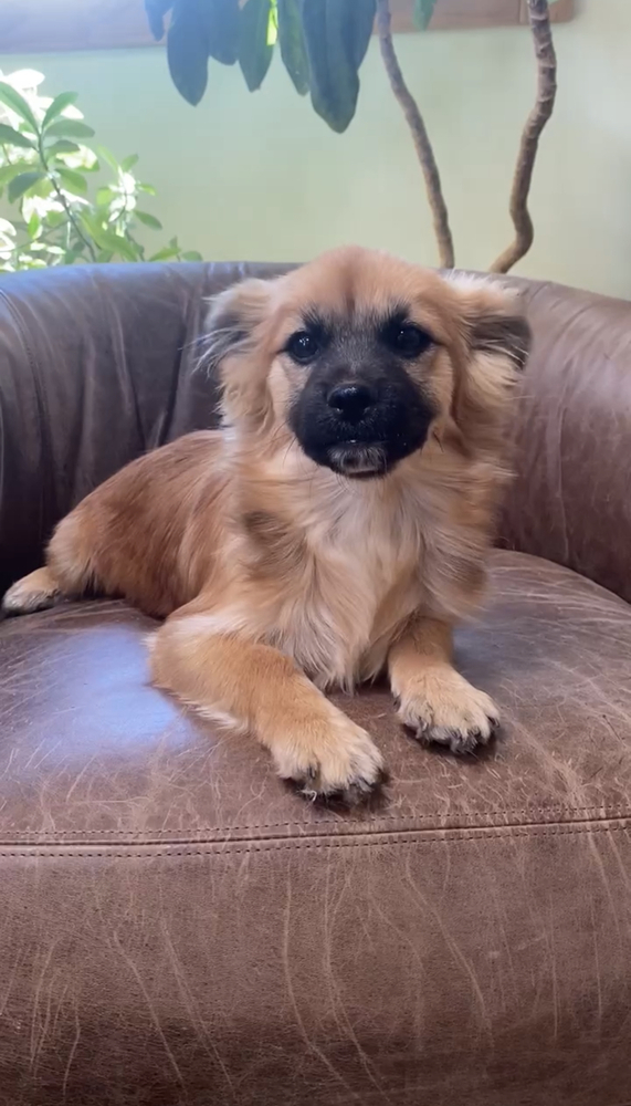 Willow, an adoptable Pomeranian, Shih Tzu in Hereford, AZ, 85615 | Photo Image 3