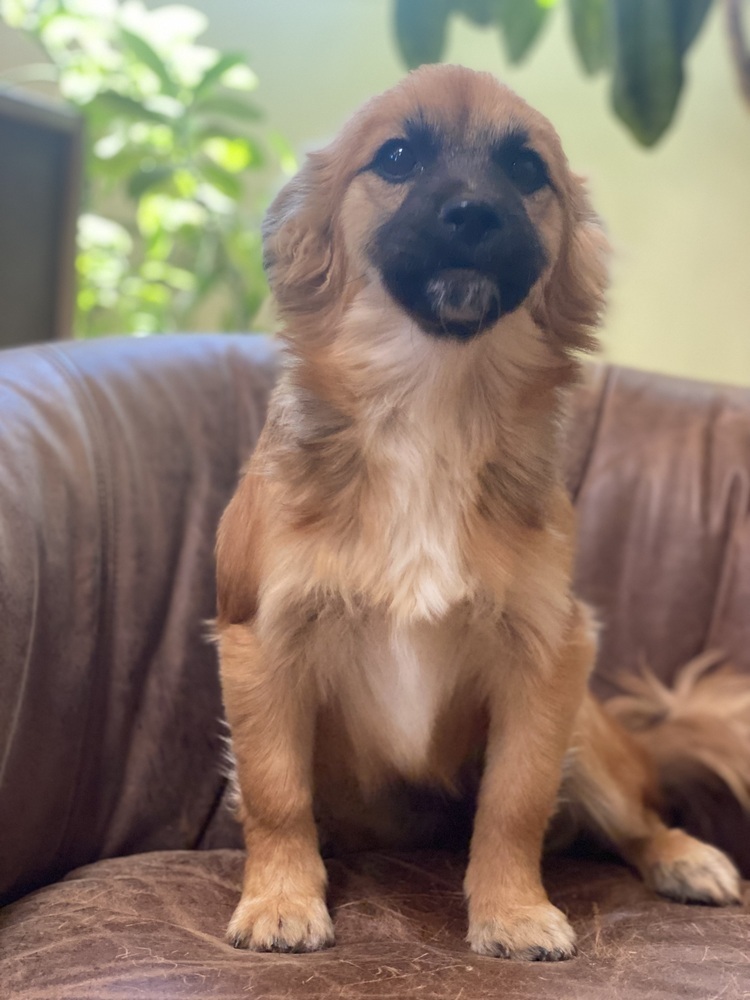 Willow, an adoptable Pomeranian, Shih Tzu in Tucson, AZ, 85711 | Photo Image 4