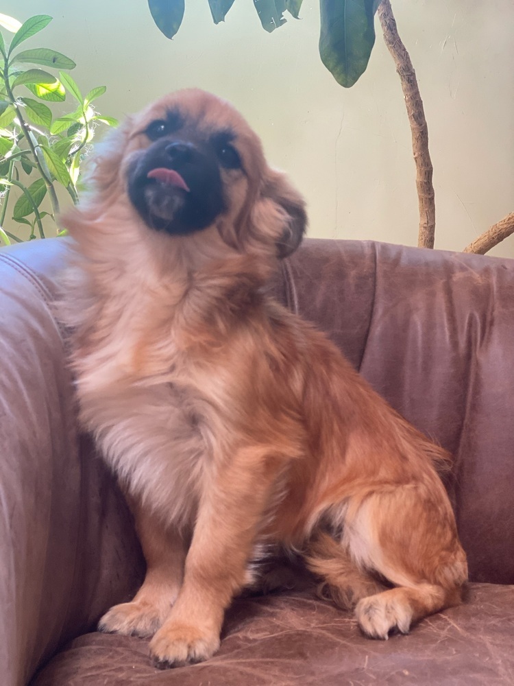 Willow, an adoptable Pomeranian, Shih Tzu in Tucson, AZ, 85711 | Photo Image 5