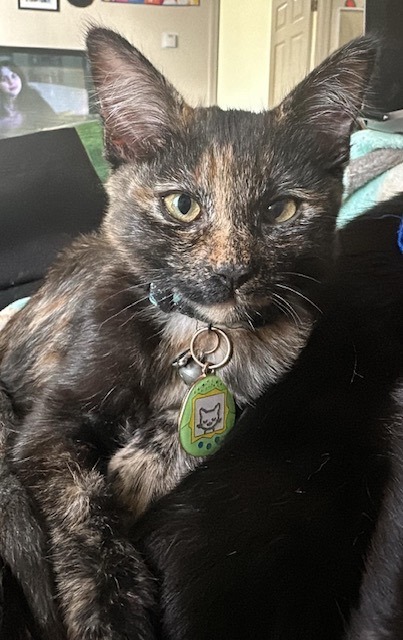 Cat for adoption Tazza a Tortoiseshell in Santa Cruz CA