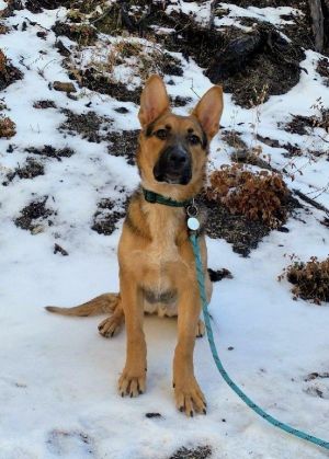 What a cutie Mickey is a super social 8 month old healthy neutered male German Shepard mix Great w