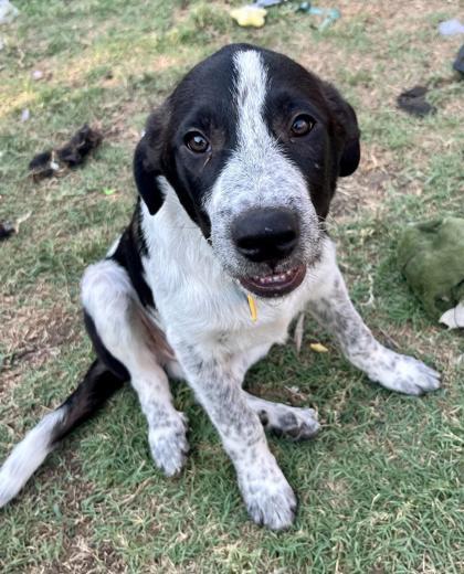 Short haired 2024 collie mix