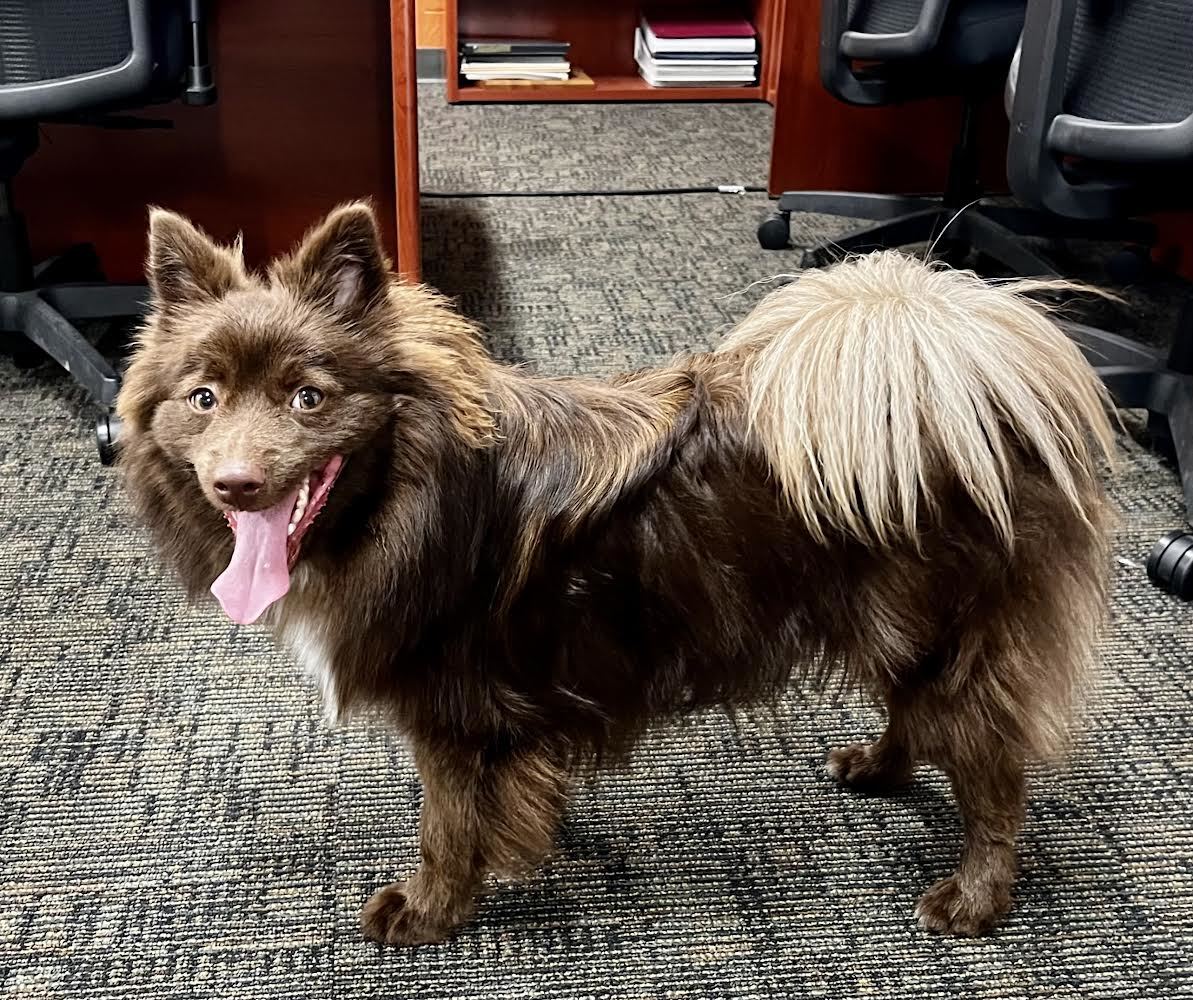 Dog for adoption - Hank, a Pomeranian & Husky Mix in Frankfort, KY