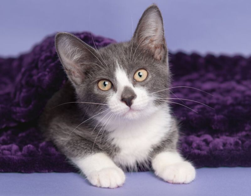 Cat for adoption Mother Goose Rhyme, a Domestic Short Hair Mix in