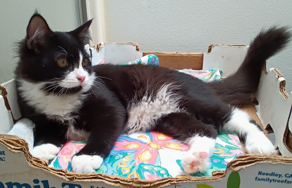 Jasper, an adoptable Domestic Long Hair in Lancaster, CA, 93536 | Photo Image 3