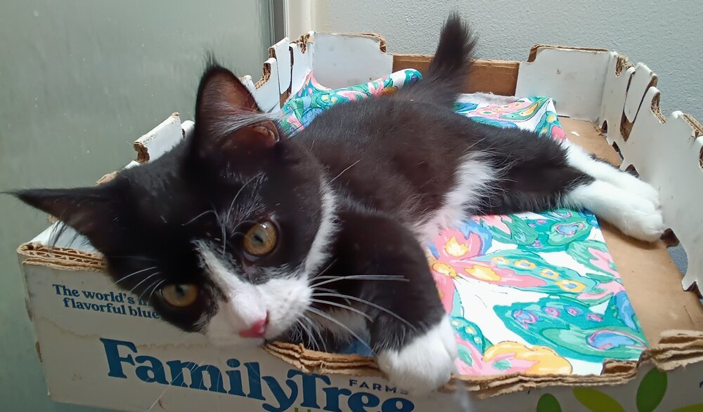 Jasper, an adoptable Domestic Long Hair in Lancaster, CA, 93536 | Photo Image 4