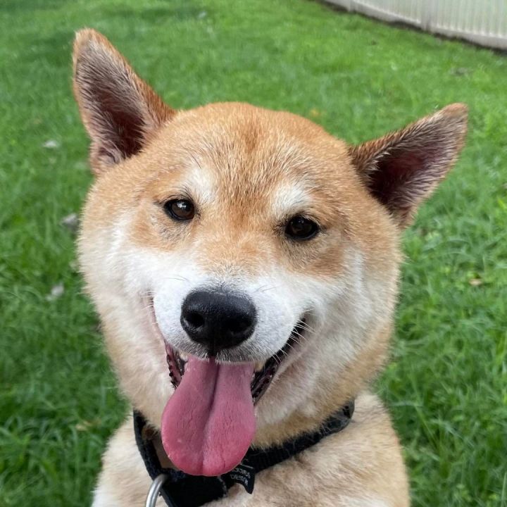 Shiba inu hot sale petfinder