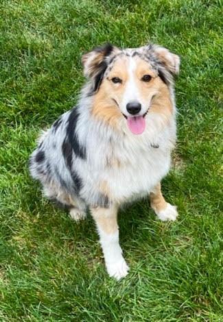 Adopt australian shepherd near hot sale me