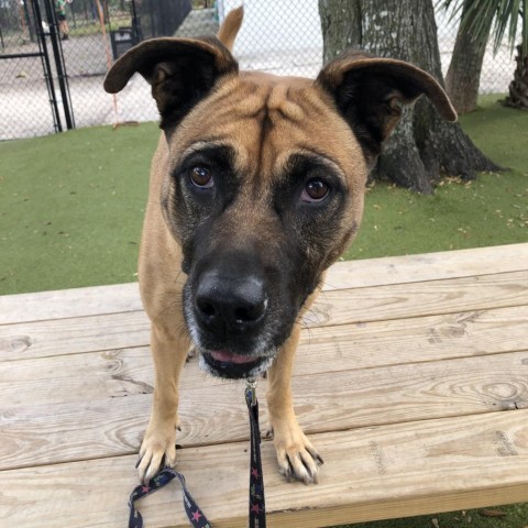 Dog for adoption - Hank, a Mixed Breed in Sarasota, FL