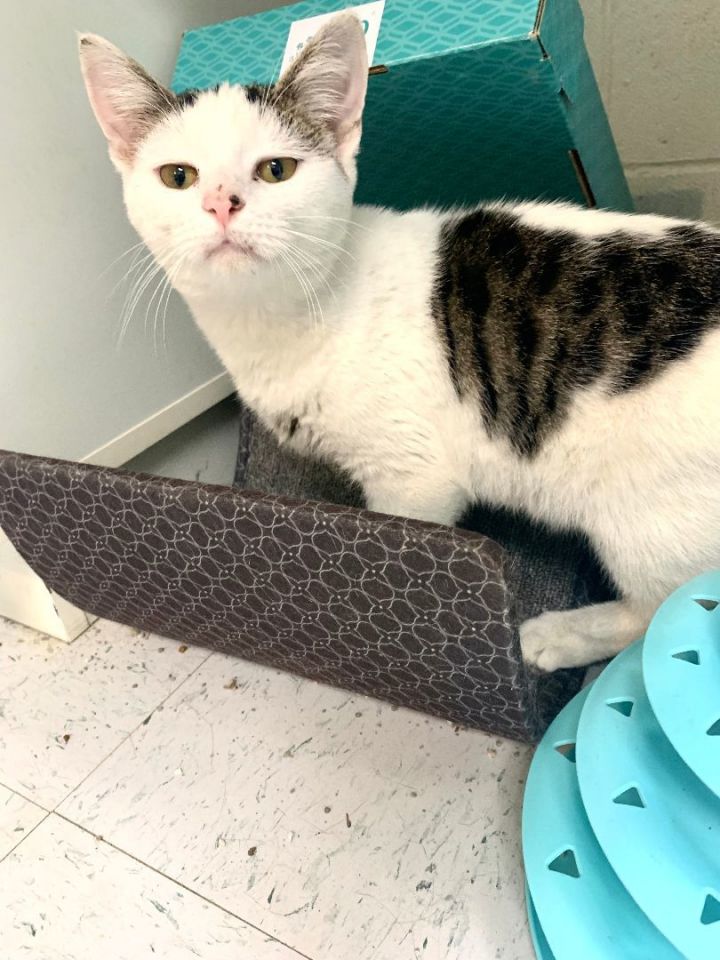 Cat for adoption Beatrice, a Domestic Short Hair & Tabby Mix in