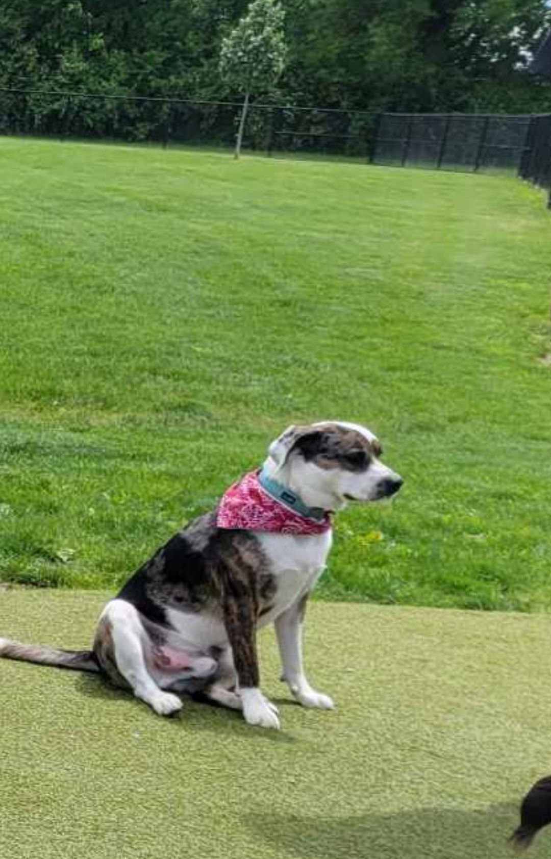 Willie, an adoptable Australian Shepherd, Beagle in Ashville, OH, 43103 | Photo Image 1