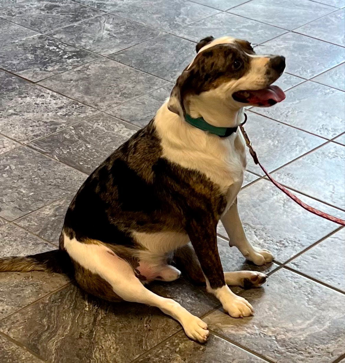 Willie, an adoptable Australian Shepherd, Beagle in Ashville, OH, 43103 | Photo Image 2