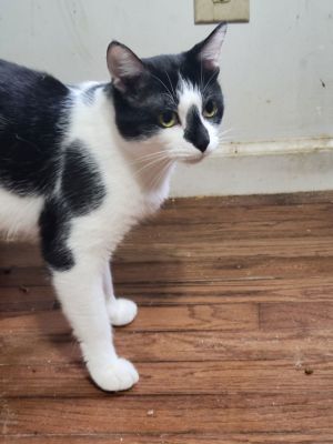 Friday, Adult Male Domestic Short Hair
