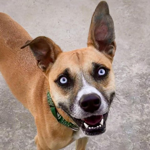 Knox, an adoptable Mixed Breed in South Haven, MI, 49090 | Photo Image 1