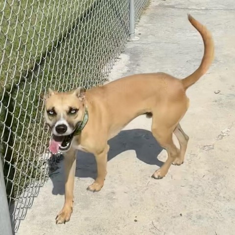 Knox, an adoptable Mixed Breed in South Haven, MI, 49090 | Photo Image 2