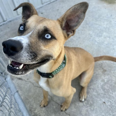 Knox, an adoptable Mixed Breed in South Haven, MI, 49090 | Photo Image 4