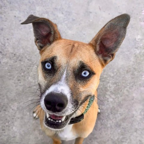 Knox, an adoptable Mixed Breed in South Haven, MI, 49090 | Photo Image 5