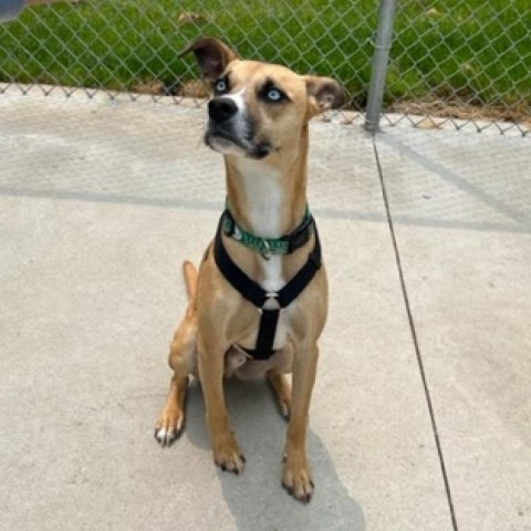 Knox, an adoptable Mixed Breed in South Haven, MI, 49090 | Photo Image 6