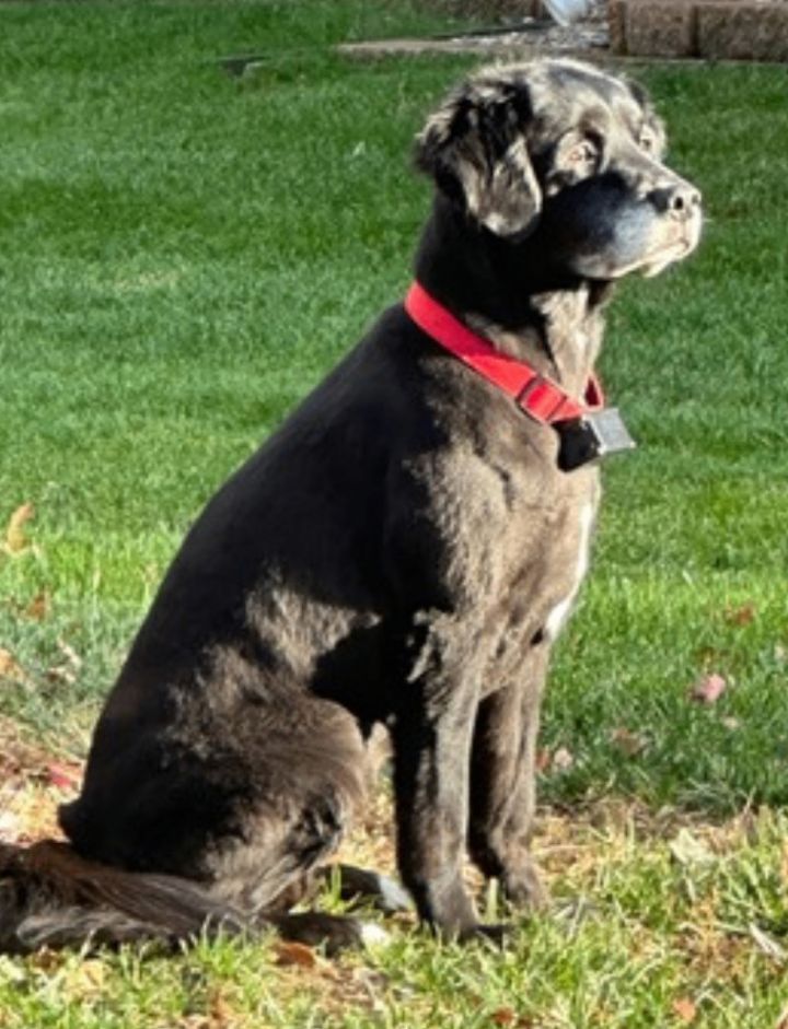 Callie, an adoptable Black Labrador Retriever & Collie Mix in Jefferson City, MO_image-2