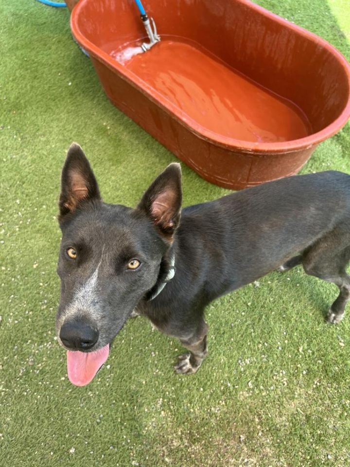 Dog for adoption Maynard, a Shepherd Mix in Surrey, BC Petfinder