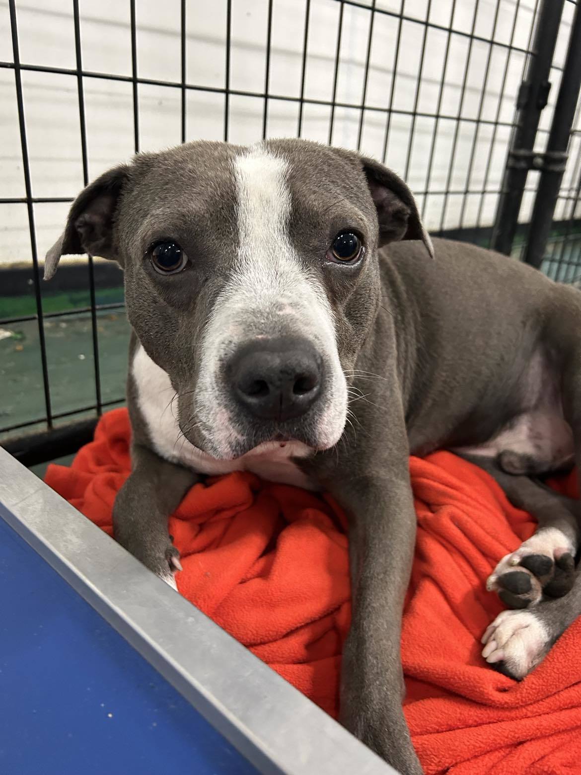 Prince Naveen, an adoptable Terrier, Staffordshire Bull Terrier in Kansas City, MO, 64114 | Photo Image 3