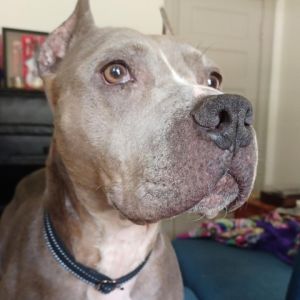 Dog for adoption - Annie, a Pit Bull Terrier in Marietta, GA